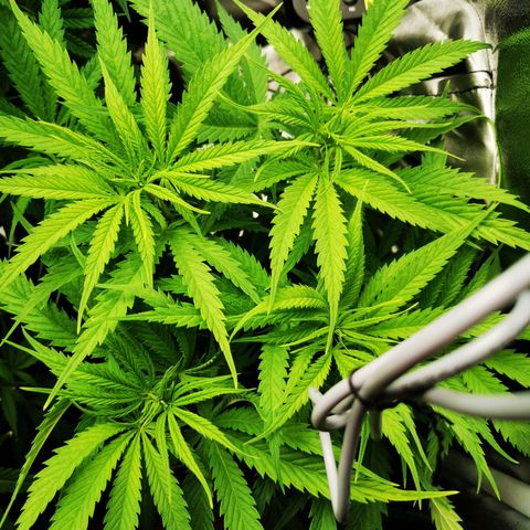 Sweetmix 3 (unbekannte Sorte) growlog timeline photo