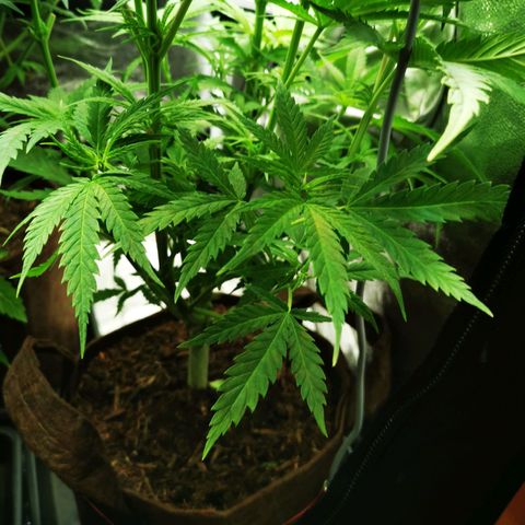 Sweetmix 3 (unbekannte Sorte) growlog timeline photo