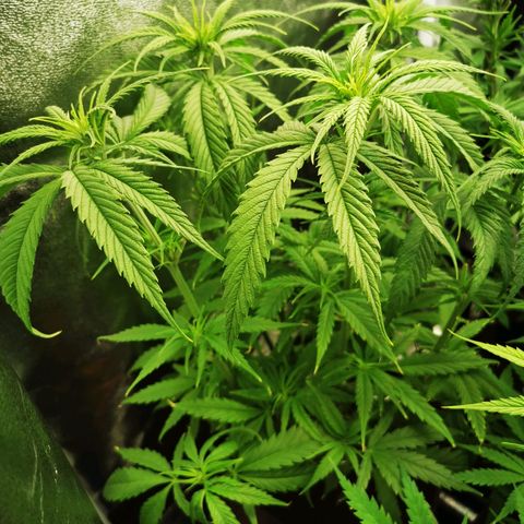 Sweetmix 2 (unbekannte Sorte) growlog timeline photo