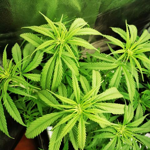Sweetmix 2 (unbekannte Sorte) growlog timeline photo