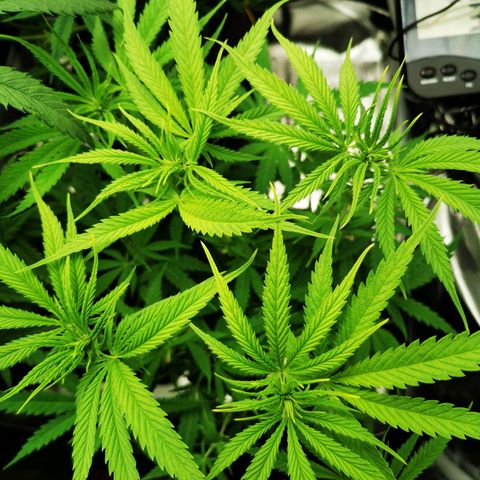 Sweetmix 3 (unbekannte Sorte) growlog timeline photo