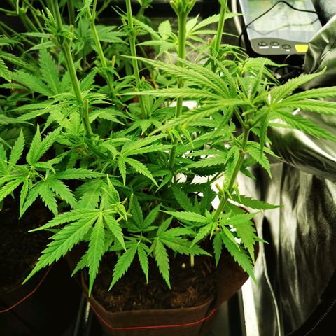Sweetmix 3 (unbekannte Sorte) growlog timeline photo