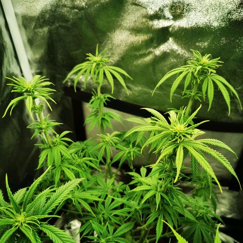 Sweatmix 1 (Unbekannte Sorte) growlog timeline photo