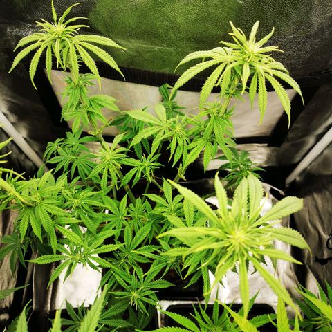 Sweatmix 1 (Unbekannte Sorte) growlog timeline photo