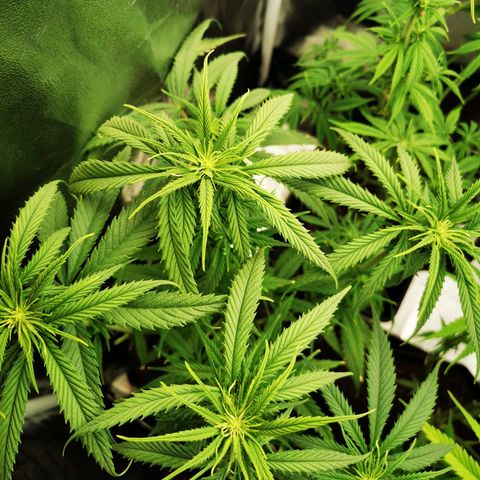 Sweetmix 2 (unbekannte Sorte) growlog timeline photo