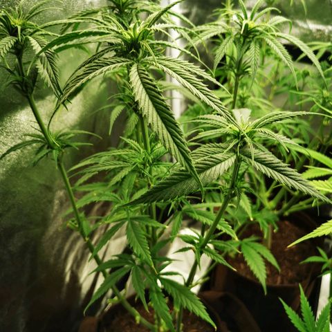 Sweetmix 2 (unbekannte Sorte) growlog timeline photo