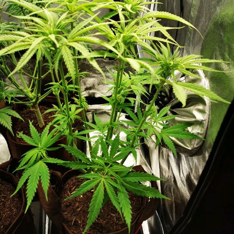 Sweetmix 3 (unbekannte Sorte) growlog timeline photo