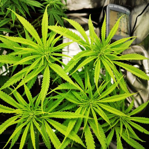 Sweetmix 3 (unbekannte Sorte) growlog timeline photo