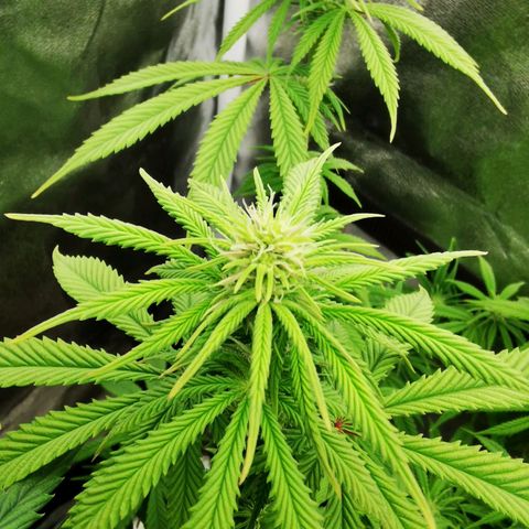 Sweatmix 1 (Unbekannte Sorte) growlog timeline photo