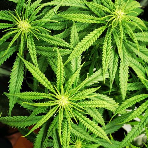 Sweetmix 2 (unbekannte Sorte) growlog timeline photo
