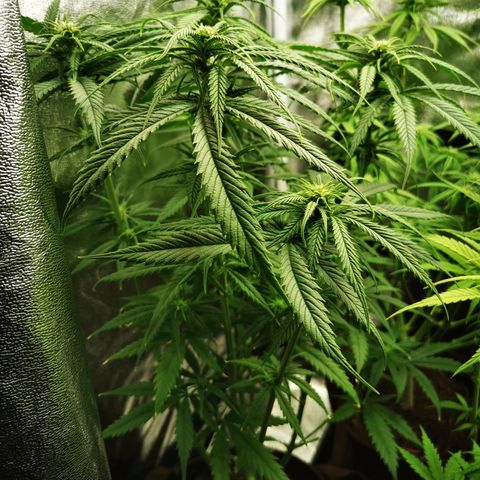 Sweetmix 2 (unbekannte Sorte) growlog timeline photo