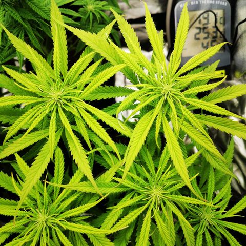 Sweetmix 3 (unbekannte Sorte) growlog timeline photo