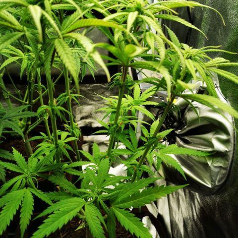 Sweetmix 3 (unbekannte Sorte) growlog timeline photo