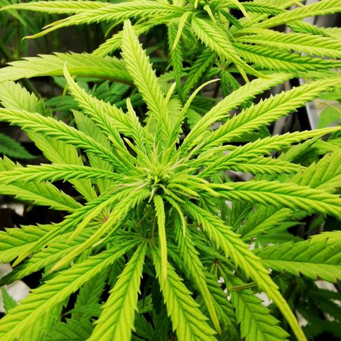 Sweetmix 3 (unbekannte Sorte) growlog timeline photo