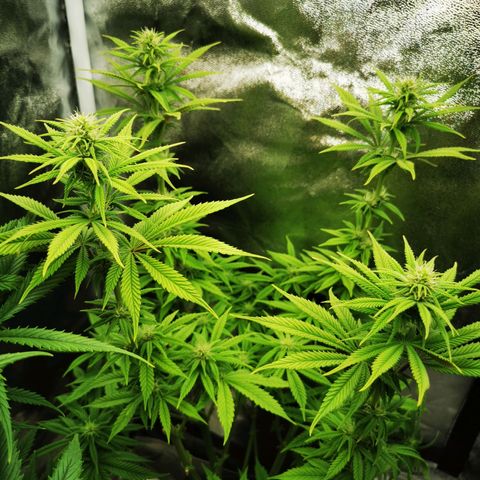 Sweatmix 1 (Unbekannte Sorte) growlog timeline photo