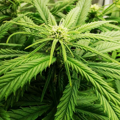 Sweetmix 2 (unbekannte Sorte) growlog timeline photo
