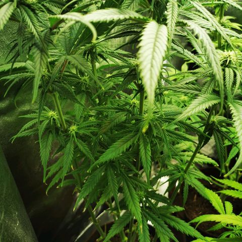 Sweetmix 2 (unbekannte Sorte) growlog timeline photo