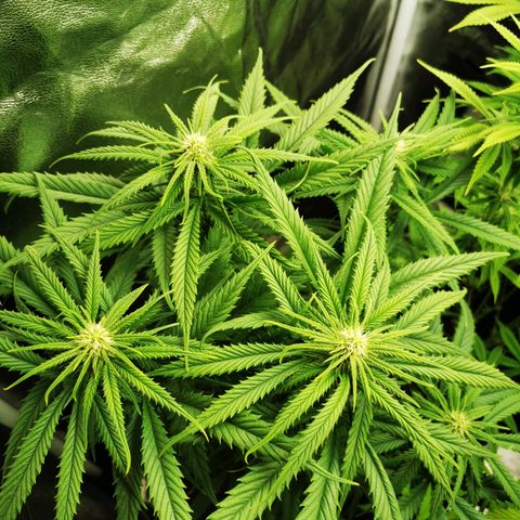 Sweetmix 2 (unbekannte Sorte) growlog timeline photo