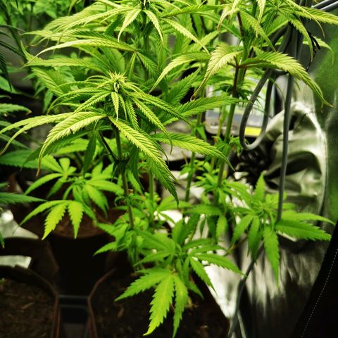 Sweetmix 3 (unbekannte Sorte) growlog timeline photo