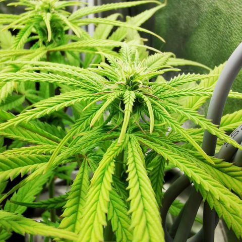 Sweetmix 3 (unbekannte Sorte) growlog timeline photo