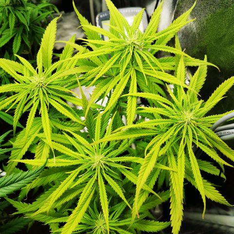 Sweetmix 3 (unbekannte Sorte) growlog timeline photo
