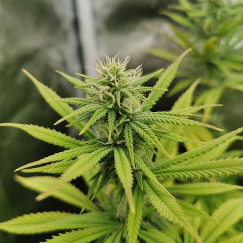 Sweatmix 1 (Unbekannte Sorte) growlog timeline photo