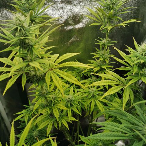 Sweatmix 1 (Unbekannte Sorte) growlog timeline photo