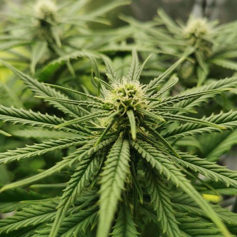 Sweetmix 2 (unbekannte Sorte) growlog timeline photo