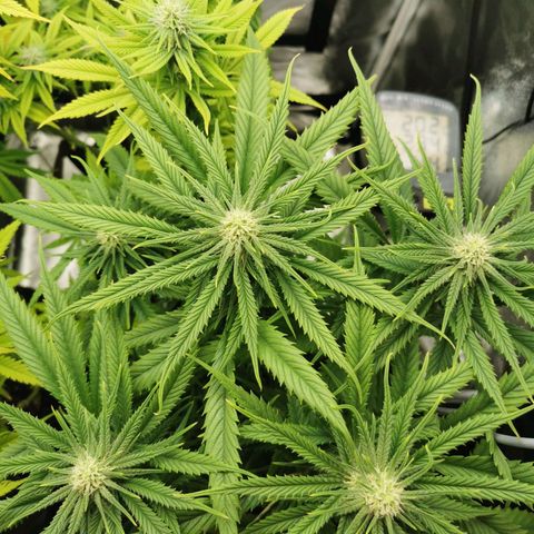 Sweetmix 2 (unbekannte Sorte) growlog timeline photo
