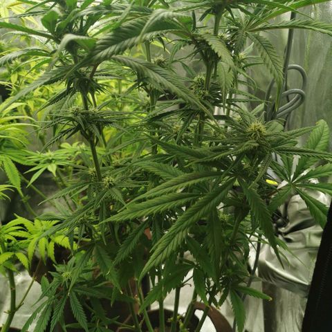 Sweetmix 2 (unbekannte Sorte) growlog timeline photo