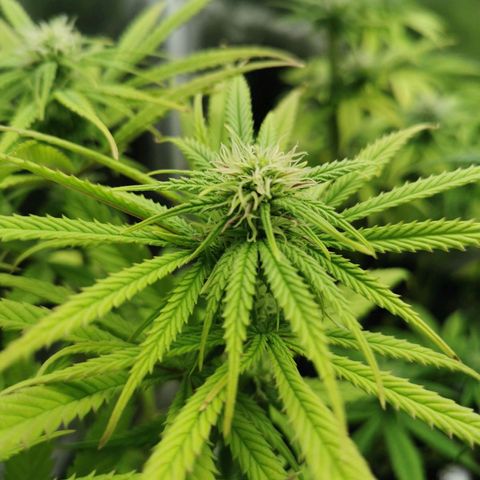 Sweetmix 3 (unbekannte Sorte) growlog timeline photo