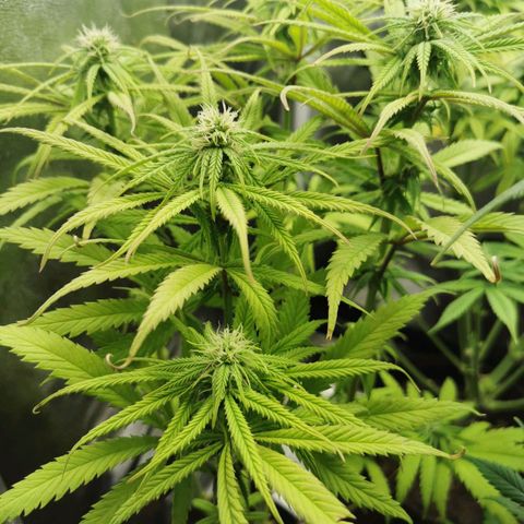 Sweetmix 3 (unbekannte Sorte) growlog timeline photo