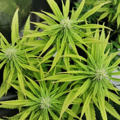 Sweetmix 3 (unbekannte Sorte) growlog timeline photo