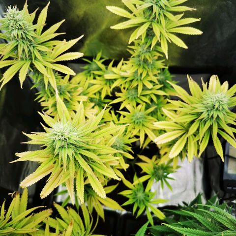Sweatmix 1 (Unbekannte Sorte) growlog timeline photo