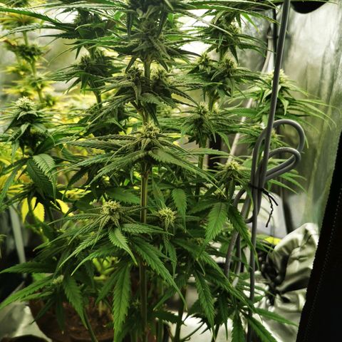Sweetmix 2 (unbekannte Sorte) growlog timeline photo