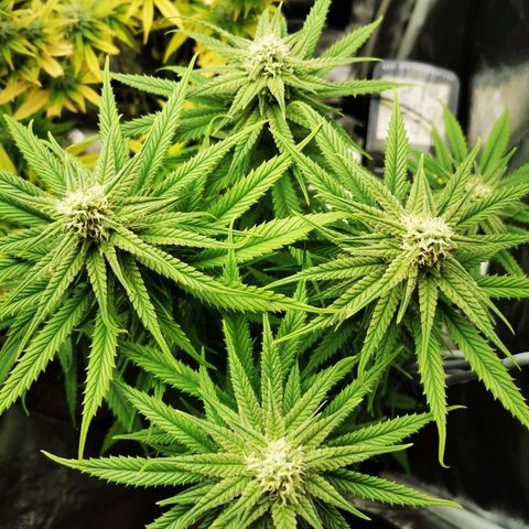 Sweetmix 2 (unbekannte Sorte) growlog timeline photo