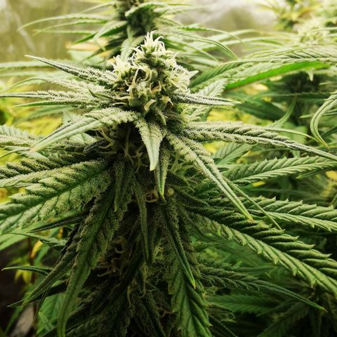 Sweetmix 2 (unbekannte Sorte) growlog timeline photo