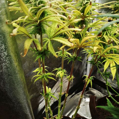 Sweetmix 3 (unbekannte Sorte) growlog timeline photo