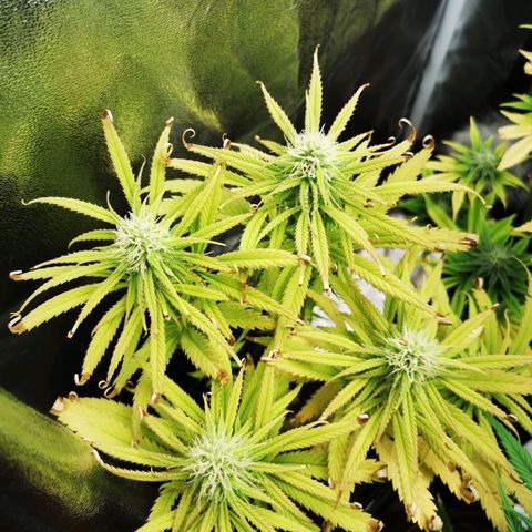 Sweetmix 3 (unbekannte Sorte) growlog timeline photo