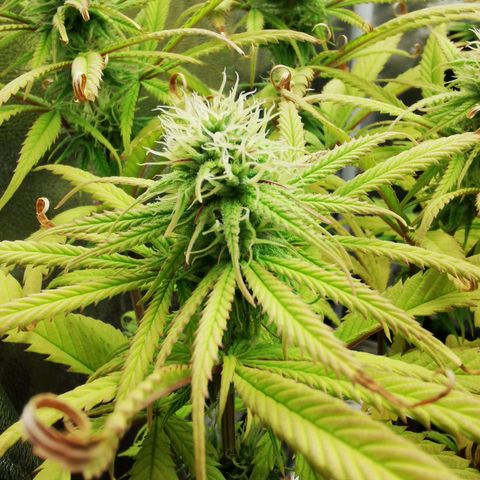 Sweetmix 3 (unbekannte Sorte) growlog timeline photo