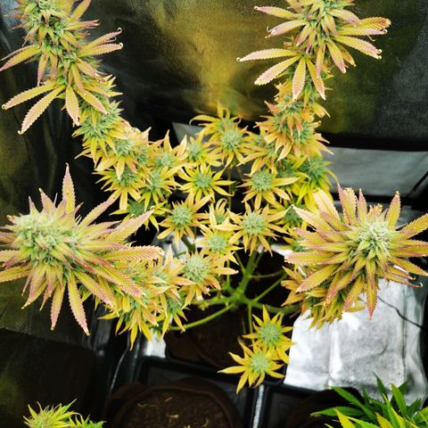 Sweatmix 1 (Unbekannte Sorte) growlog timeline photo