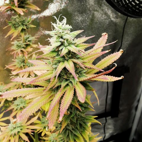 Sweatmix 1 (Unbekannte Sorte) growlog timeline photo