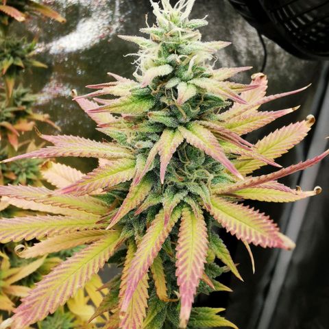 Sweatmix 1 (Unbekannte Sorte) growlog timeline photo
