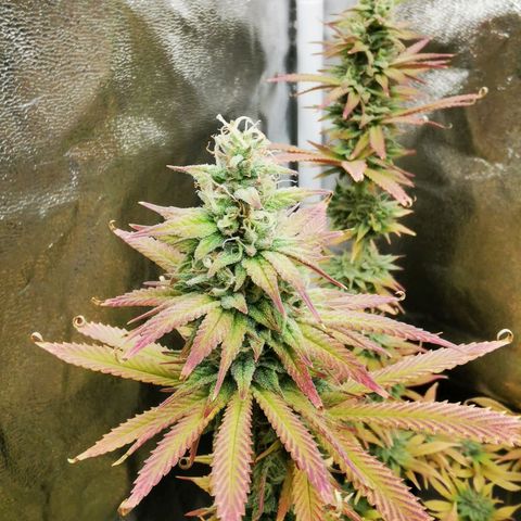 Sweatmix 1 (Unbekannte Sorte) growlog timeline photo