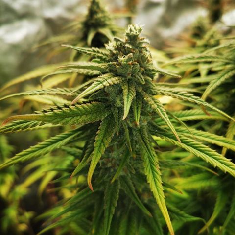 Sweetmix 2 (unbekannte Sorte) growlog timeline photo