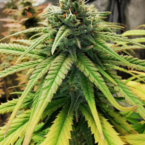 Sweetmix 2 (unbekannte Sorte) growlog timeline photo