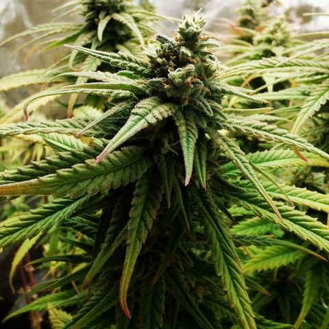 Sweetmix 2 (unbekannte Sorte) growlog timeline photo