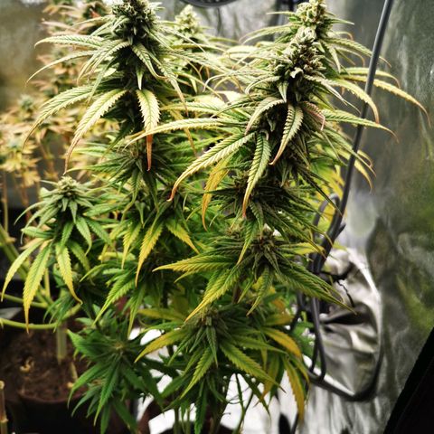 Sweetmix 2 (unbekannte Sorte) growlog timeline photo