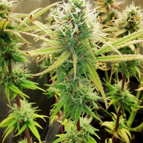 Sweetmix 3 (unbekannte Sorte) growlog timeline photo