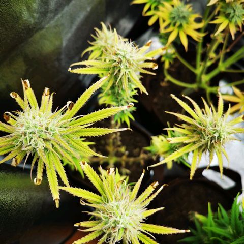 Sweetmix 3 (unbekannte Sorte) growlog timeline photo